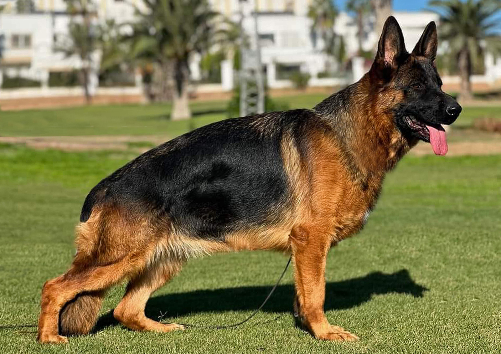 public/dog_images/139/1719238444.Daisy Heim Prince.jpeg